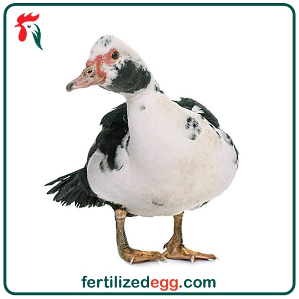 تخم نطفه دار اردک روسی